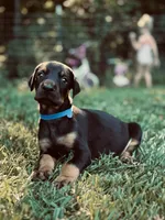 European Doberman - Blue Collar, a male Doberman Pinscher for sale in Ashland, KY – 3 of 3