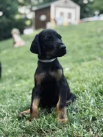 European Doberman - Gray Collar, a male Doberman Pinscher for sale in Ashland, KY – 3 of 5