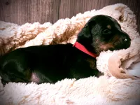 European Doberman - Red Collar, a male Doberman Pinscher for sale in Ashland, KY – 5 of 9