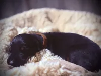 European Doberman - Brown Collar, a male Doberman Pinscher for sale in Ashland, KY – 9 of 9