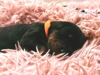 European Doberman Male (Orange Collar), a male Doberman Pinscher for sale in Ashland, KY – 2 of 9