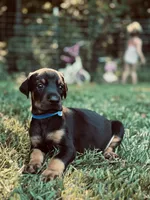 European Doberman - Blue Collar, a male Doberman Pinscher for sale in Ashland, KY – 2 of 3