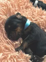 European Doberman Male (Blue Collar), a male Doberman Pinscher for sale in Ashland, KY – 4 of 4