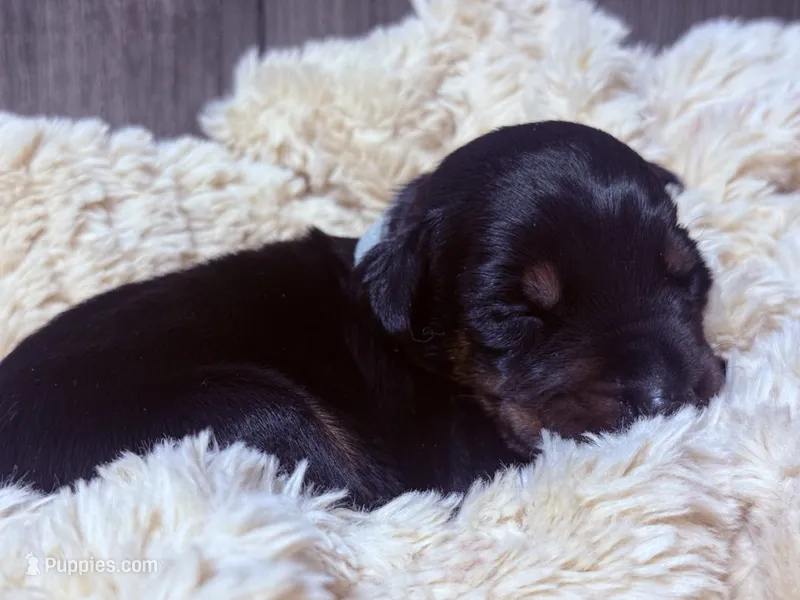 European Doberman - Gray Collar – Doberman Pinscher puppy for sale in Ashland, KY