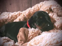 European Doberman - Red Collar, a male Doberman Pinscher for sale in Ashland, KY – 2 of 9