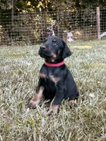 European Doberman - Red Collar, a male Doberman Pinscher for sale in Ashland, KY – 1 of 3