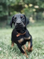 European Doberman - Brown Collar, a male Doberman Pinscher for sale in Ashland, KY – 1 of 5