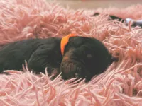 European Doberman Male (Orange Collar), a male Doberman Pinscher for sale in Ashland, KY – 6 of 9