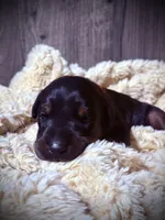 European Doberman - Red Collar, a male Doberman Pinscher for sale in Ashland, KY – 9 of 9