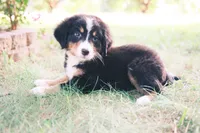 Tri girly, a female Australian Shepherd and Bernese Mountain Dog for sale in Troutman, NC – 6 of 10