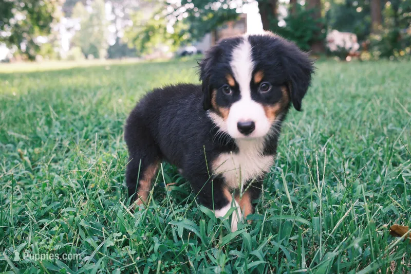 Tri girl – Australian Shepherd, Bernese Mountain Dog puppy for sale in Troutman, NC