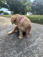Blondey , a female Cavapoo and Poodle - Toy  for sale in Troutman, NC – 4 of 7