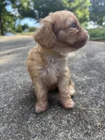 Peach, a female Cavapoo and Poodle - Toy  for sale in Troutman, NC – 6 of 6