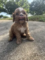 Bluey, a male Cavapoo and Poodle - Toy  for sale in Troutman, NC – 4 of 6