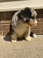 Texas, a male Australian Shepherd and Bernese Mountain Dog for sale in Troutman, NC – 2 of 3
