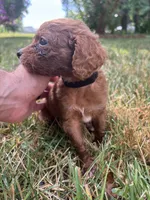 Red, a male Cavapoo and Poodle - Toy  for sale in Troutman, NC – 5 of 5