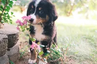 Tri girly, a female Australian Shepherd and Bernese Mountain Dog for sale in Troutman, NC – 3 of 10