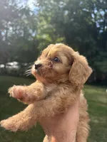 Blondey , a female Cavapoo and Poodle - Toy  for sale in Troutman, NC – 2 of 7