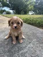 Blondey , a female Cavapoo and Poodle - Toy  for sale in Troutman, NC – 7 of 7