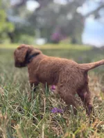 Red, a male Cavapoo and Poodle - Toy  for sale in Troutman, NC – 2 of 5