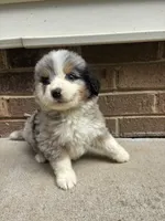 Summer, a female Australian Shepherd and Bernese Mountain Dog for sale in Troutman, NC – 2 of 5