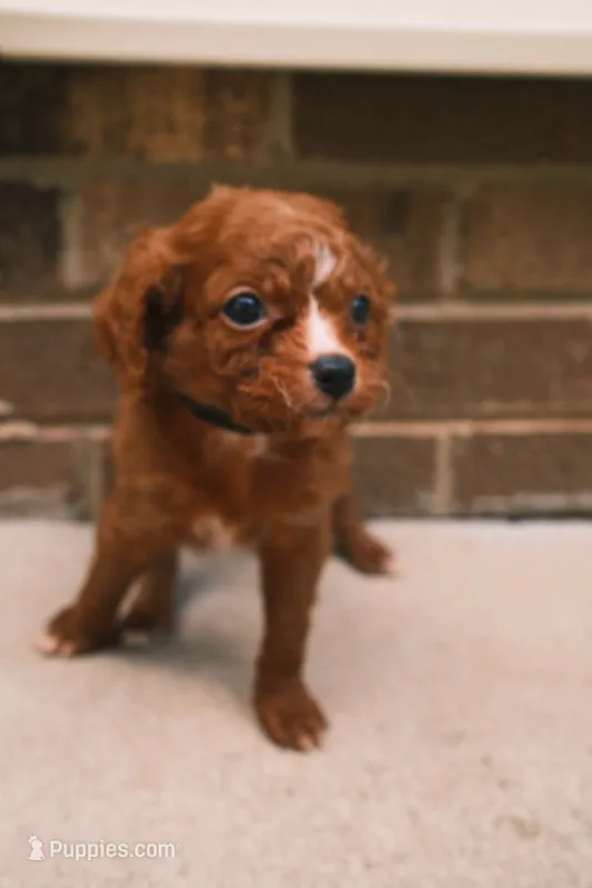 Red – Cavapoo, Poodle - Toy  puppy for sale in Troutman, NC