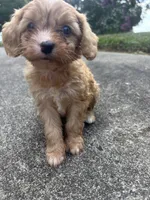Blondey , a female Cavapoo and Poodle - Toy  for sale in Troutman, NC – 5 of 7