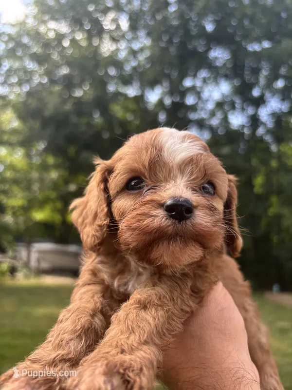 Bluey – Cavapoo, Poodle - Toy  puppy for sale in Troutman, NC