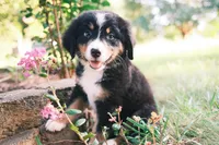 Tri girly, a female Australian Shepherd and Bernese Mountain Dog for sale in Troutman, NC – 2 of 10