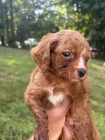 Red, a male Cavapoo and Poodle - Toy  for sale in Troutman, NC – 3 of 5