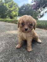 Peach, a female Cavapoo and Poodle - Toy  for sale in Troutman, NC – 4 of 6