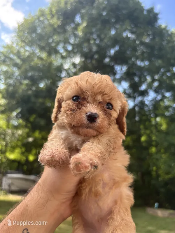 Peach – Cavapoo, Poodle - Toy  puppy for sale in Troutman, NC