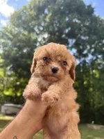 Peach, a female Cavapoo and Poodle - Toy  for sale in Troutman, NC – 1 of 6