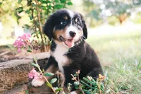 Tri girly, a female Australian Shepherd and Bernese Mountain Dog for sale in Troutman, NC – 10 of 10