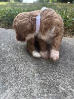Teddy, a male Cavapoo and Poodle - Toy  for sale in Troutman, NC – 6 of 7