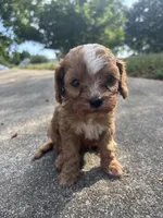 Bluey, a male Cavapoo and Poodle - Toy  for sale in Troutman, NC – 3 of 6