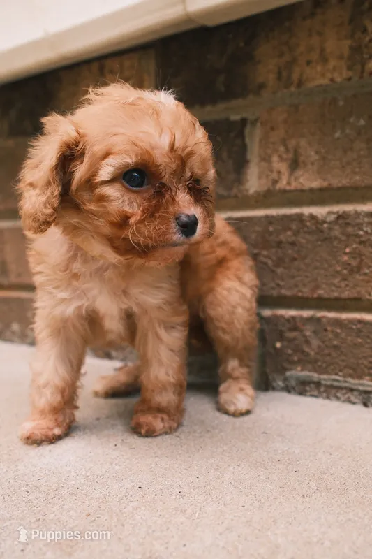 Peach – Cavapoo, Poodle - Toy  puppy for sale in Troutman, NC