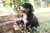 Tri girly, a female Australian Shepherd and Bernese Mountain Dog for sale in Troutman, NC – 4 of 10