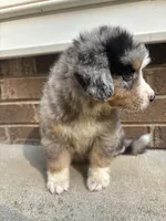 Troy, a male Australian Shepherd and Bernese Mountain Dog for sale in Troutman, NC – 3 of 4