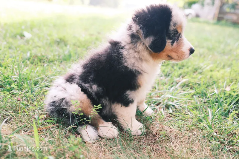 Texas – Australian Shepherd, Bernese Mountain Dog puppy for sale in Troutman, NC
