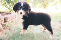 Tri girly, a female Australian Shepherd and Bernese Mountain Dog for sale in Troutman, NC – 7 of 10