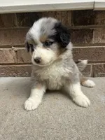 Summer, a female Australian Shepherd and Bernese Mountain Dog for sale in Troutman, NC – 3 of 5