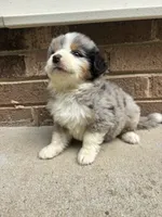 Summer, a female Australian Shepherd and Bernese Mountain Dog for sale in Troutman, NC – 5 of 5