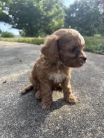Bluey, a male Cavapoo and Poodle - Toy  for sale in Troutman, NC – 5 of 6