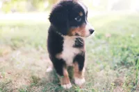 Tri girly, a female Australian Shepherd and Bernese Mountain Dog for sale in Troutman, NC – 5 of 10