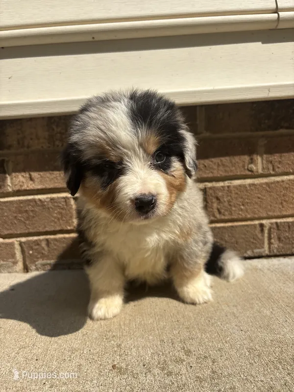 Texas – Australian Shepherd, Bernese Mountain Dog puppy for sale in Troutman, NC