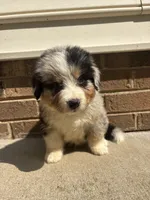 Texas, a male Australian Shepherd and Bernese Mountain Dog for sale in Troutman, NC – 1 of 3