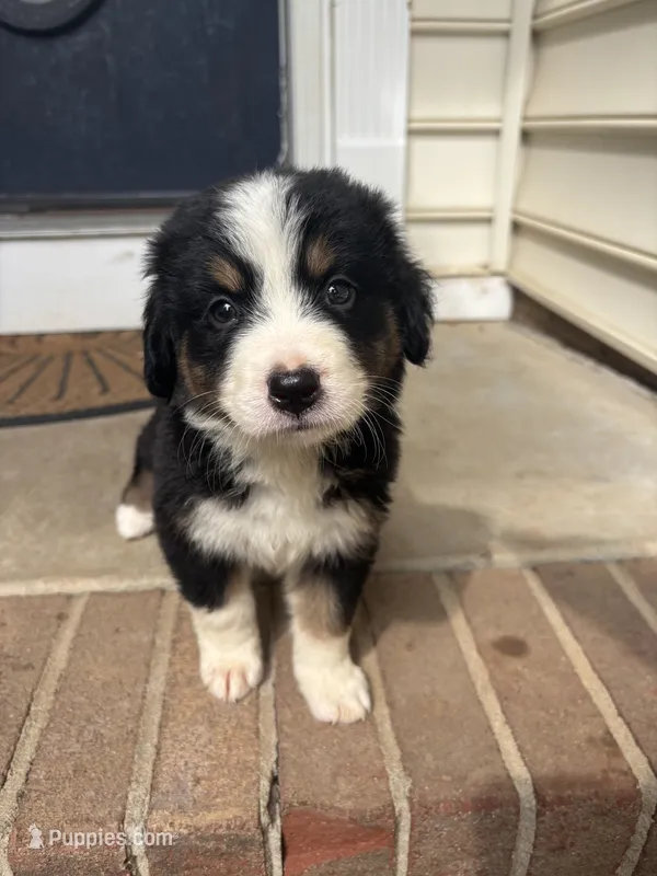 Tri girl – Australian Shepherd, Bernese Mountain Dog puppy for sale in Troutman, NC