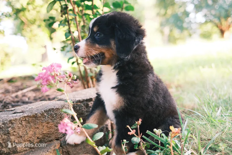 Tri girly – Australian Shepherd, Bernese Mountain Dog puppy for sale in Troutman, NC