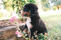Tri girly, a female Australian Shepherd and Bernese Mountain Dog for sale in Troutman, NC – 1 of 10